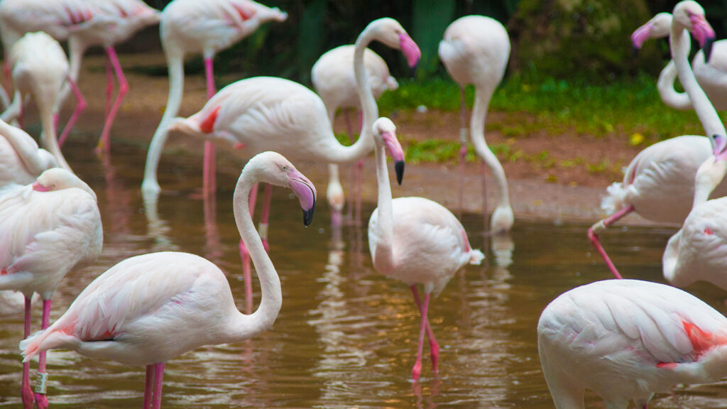 Flamingos no Parque das Aves em Foz do Iguaçu