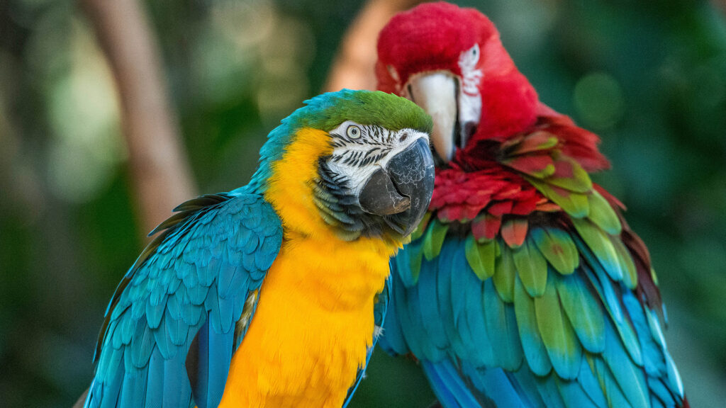 Araras no Parque das Aves em Foz do Iguaçu